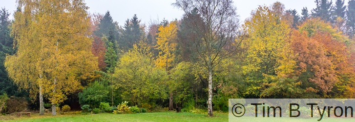 Fall in the garden